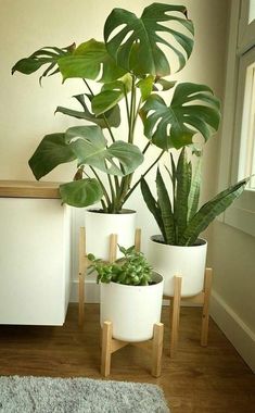 three potted plants in white planters on wooden stands next to a rug and window