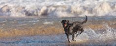 a black dog running through the water at the beach