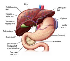 the anatomy of the human body including the liver, pancretam and bile ducts