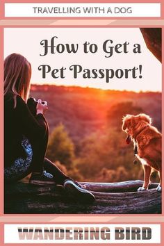 How to get a Pet Passport (Everything you need to know) Road Trip On A Budget, Summer Road Trip Essentials, Motorhome Travels, Dog Friendly Vacation, Dog Friendly Hotels, Road Trip Europe, Road Trip Packing, Road Trip Hacks