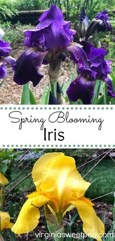 purple and yellow iris flowers with the words spring blooming iris