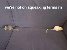 two mice sitting on the back of a couch, one with its head stuck in the armrest