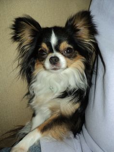 a small dog sitting on top of a couch