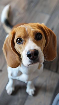 a brown and white dog sitting on top of a wooden floor