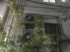 an old building with lots of plants growing on it's side and windows above