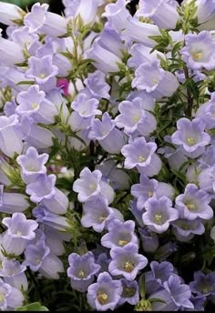 purple flowers are blooming in the garden