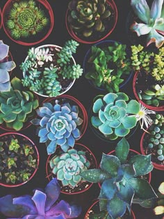 many different types of succulents in small pots