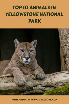 a mountain lion sitting on top of a tree branch with the words top 10 animals in yellowstone national park