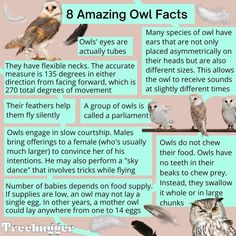 an info sheet describing the different types of owls