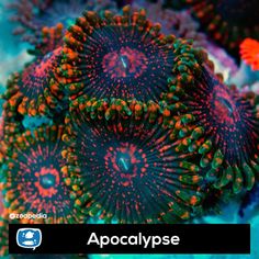 an image of some colorful corals with the words apocalypse on it