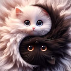 two black and white kittens with their heads in each other's eyes looking into the camera