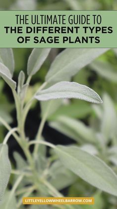 the ultimate guide to the different types of sage plants