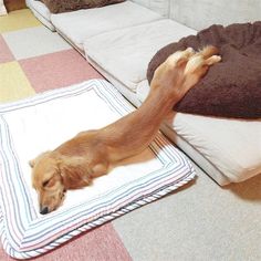 a brown dog laying on top of a white and black blanket next to a couch