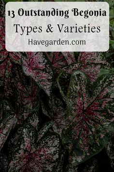 purple and green leaves with text overlay that reads 13 outstanding begonia types & varieties