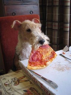 a dog sitting on a chair eating a slice of pepperoni and cheese pizza from a box