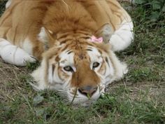 a large tiger laying on top of a lush green field