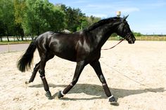 a black horse walking across a dirt field