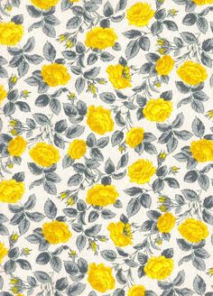 yellow flowers on white background with grey leaves