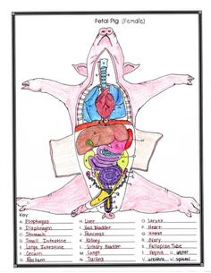 a diagram of the human body with labels for each section and some words below it