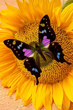 a black and white photo of two butterflies on a sunflower with the caption pin it