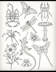 insects and flowers are drawn in black ink