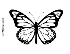 a black and white butterfly with open wings on a white background, the image is suitable for