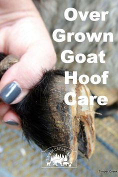 a person is holding an animal's foot with the words over grown goat hoof care