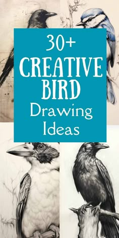 the words, 30 + creative bird drawing ideas are in front of three pictures of birds