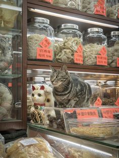 a cat sitting on top of a shelf in a store filled with lots of food