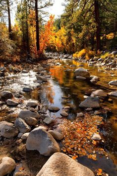 a stream running through a forest filled with lots of rocks and trees covered in fall leaves