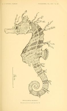 an old book with a drawing of a sea horse