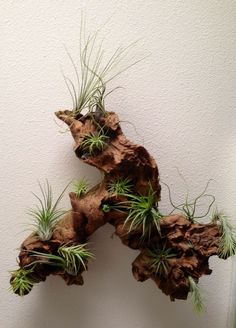 an air plant is growing out of the bark of a tree trunk in front of a white wall