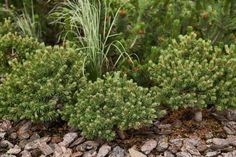 some green plants and rocks on the ground