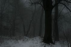 a dark forest filled with lots of trees covered in snow