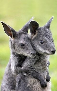 two baby kangaroos cuddle together on the back of their mother's back