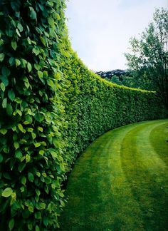 a hedge is shown in the middle of a grassy area with trees on either side