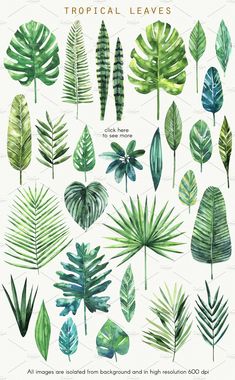 watercolor tropical leaves on white background