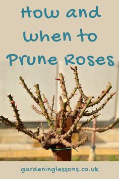 the words how and when to prune roses are in front of an image of a plant