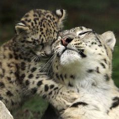 two snow leopards are playing with each other