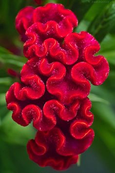 a red flower with lots of water droplets on it