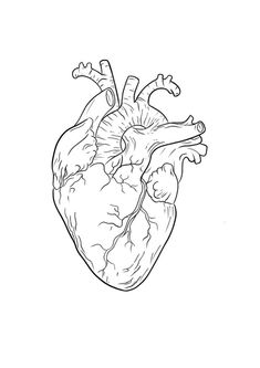 a black and white drawing of a human heart