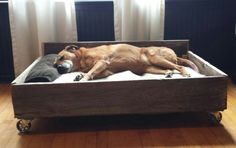 a dog laying on top of a bed in a living room next to a window