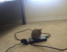 a cat sitting on top of a black box