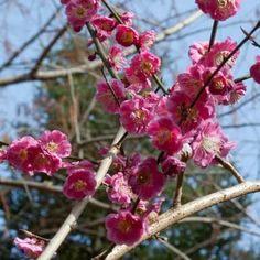 pink flowers blooming on the branches of a tree