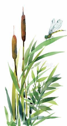 watercolor painting of plants and dragonflies royalty illustration