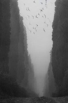 black and white photograph of birds flying in the sky above trees on a foggy day