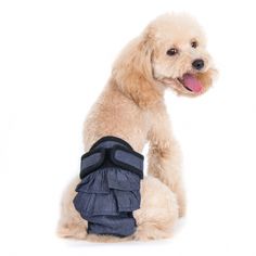 a small dog sitting on the ground wearing a blue shirt with ruffles around it's legs