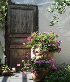 a potted plant sitting in front of a wooden door