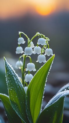 a close up of a plant with snow on it's leaves and the sun in the background