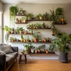 a living room filled with lots of potted plants on shelves next to a couch